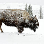 Bison Foraging In Snow - Yellowstone Poster
