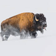 Bison In The Snow Poster