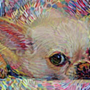 Bitsy The Chihuahua Poster