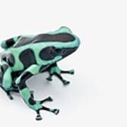 Black And Green Poison Dart Frog Poster