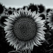 Black And White Closeup Of A Sunflower In A Field At Dusk Poster