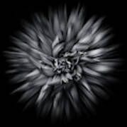 Black And White Flower Flow No 5 Poster