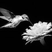 Black And White Hummingbird And Flower Poster
