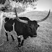 Black And White Longhorn Poster