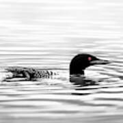 Black And White Loon Poster