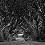 Black And White Photo Of Road Through The Dark Hedges Poster
