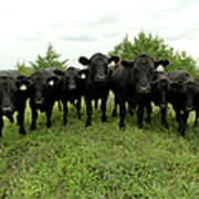 Black Angus Cows Poster