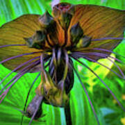 Black Bat Orchid Poster