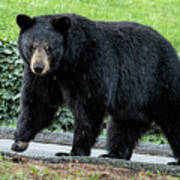 Black Bear In North Asheville Poster