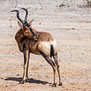 Black Faced Impala, Namibia Poster