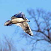 Black Headed Gull Flying Poster