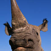 Black Rhino Diceros Bicornis  Endangered Poster