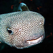 Black-spotted Porcupinefish Poster