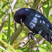 Blackbird In A Tree Poster