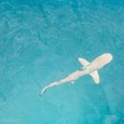 Blacktip Reef Shark Hunting In A Shoal Poster