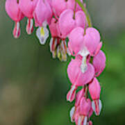 Bleeding Hearts Poster