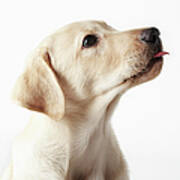 Blond Labrador Puppy Sticking Out Tongue Poster
