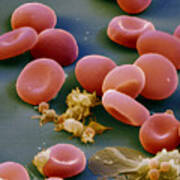 Blood Corpuscles Poster