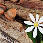 Bloodroot Wildflower With Acorns Poster