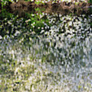 Blossom Reflections In A River In Spring - Portrait Poster