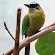 Blue-crowned Motmot Poster