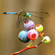 Blue Dasher On Blueberries Poster