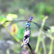 Blue Dasher Poster