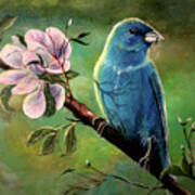 Blue Finch Poster