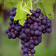 Blue Grape Wine Poster