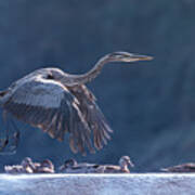 Blue Heron Taking Off Poster