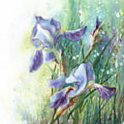 Blue Irises Fairytale Poster