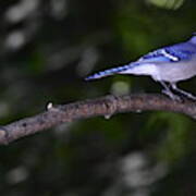 Blue Jay Poster