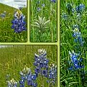 Blue Lupines Are Texan Bluebonnets Poster