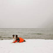 Blue Merle Australian Shepherd Laying In Winter Coat At Lake In Winter Poster