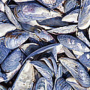 Blue Mussel Shells On The Atlantic Coast Poster