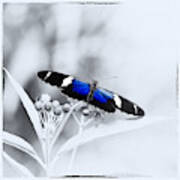 Blue Postman Butterfly Poster