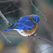 Bluebird In Winter Poster