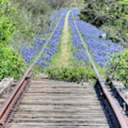 Bluebonnet Path Poster