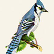 Bluejay Poster