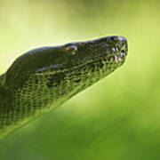Boa Constrictor Snake, Costa Rica Poster