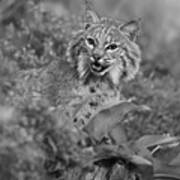 Bobcat In Undergrowth Poster