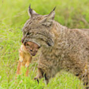 Bobcat With Long Tailed Weasel Ii Poster