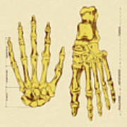 Bones Of Hands And Foot Poster