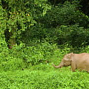 Borneo Pygmy Elephant Calf In Rainforest Poster