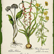 Botanica Nostalgia Poster