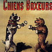 Boxer Dogs Poster