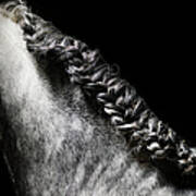 Braided Mane Of Grey Horse Poster