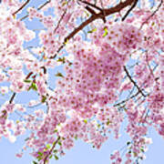 Branch Of Pale Pink Cherry Blossoms Poster