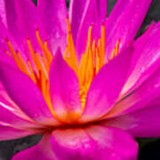 Bright Pink Water Lily In The Sun At Sara P Duke Garden Poster