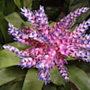 Bromeliad Pink, Purple, Blue Flower Poster
